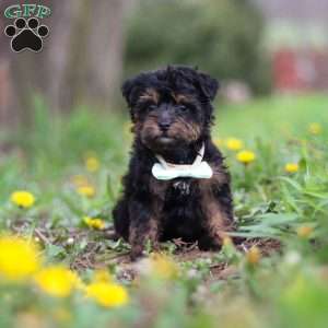 Lincoln, Yorkie Poo Puppy